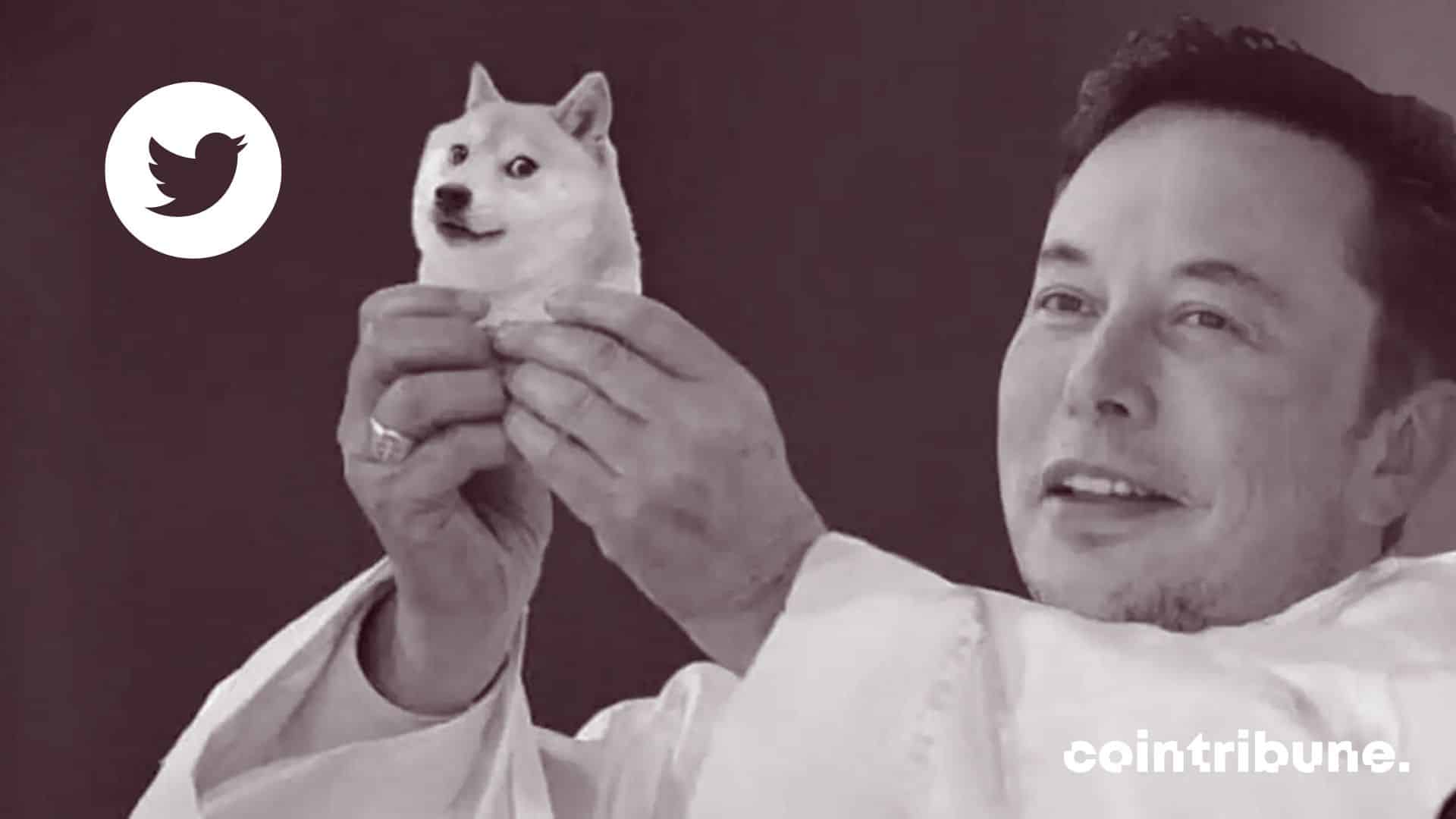 Dogecoin (DOGE): A tweet from Elon Musk and the web ignites!