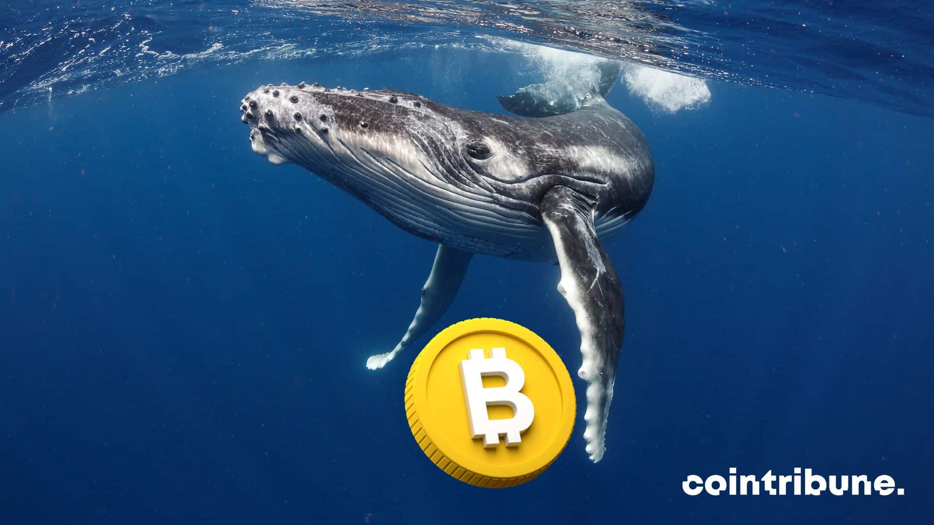 Crypto: A whale buys $15 million bitcoin every 3 hours