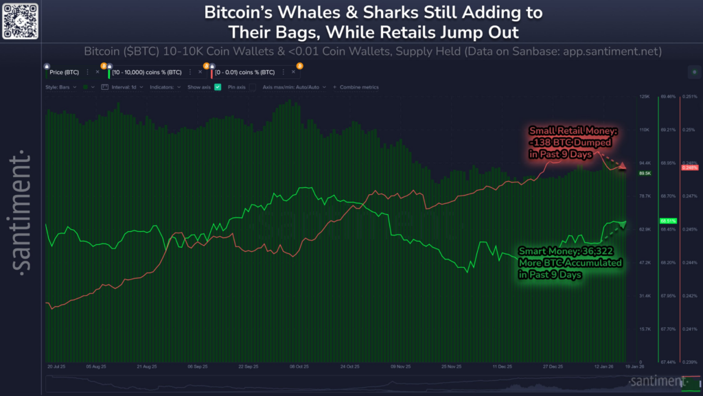 Chart showing Bitcoin accumulation by whales and selling by small retail investors over 9 days.