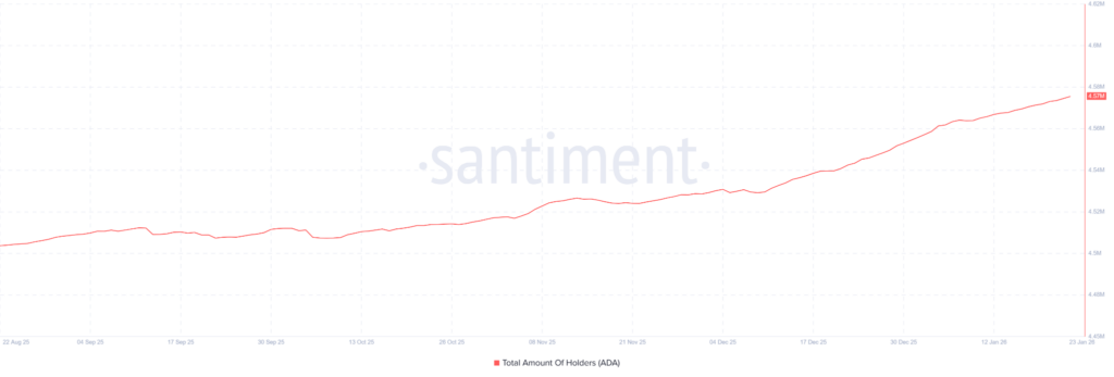 Cardano Whale Holders